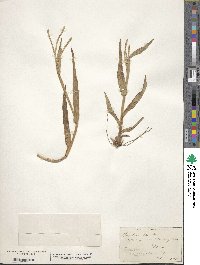 Paspalum setaceum var. setaceum image