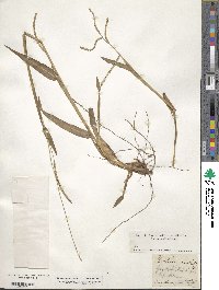 Paspalum setaceum var. setaceum image