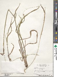 Paspalum setaceum var. setaceum image