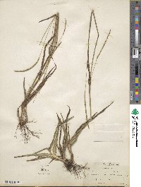 Paspalum setaceum var. setaceum image