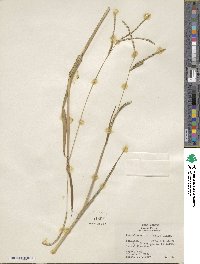 Paspalum setaceum var. setaceum image