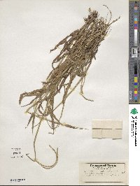 Paspalum setaceum var. setaceum image