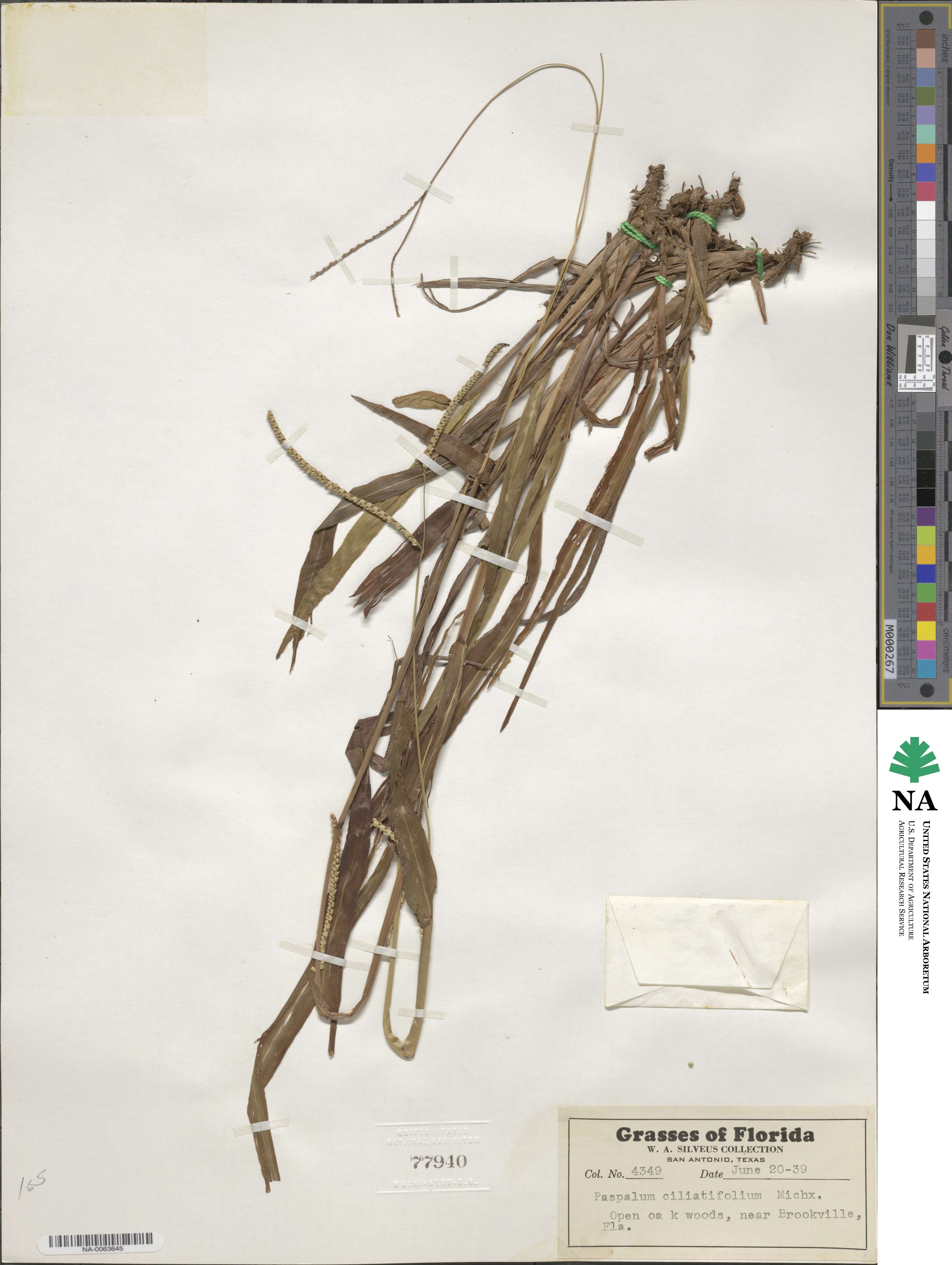 Paspalum setaceum var. setaceum image