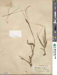 Paspalum setaceum var. setaceum image