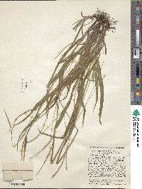 Paspalum setaceum var. setaceum image