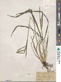 Paspalum laeve image