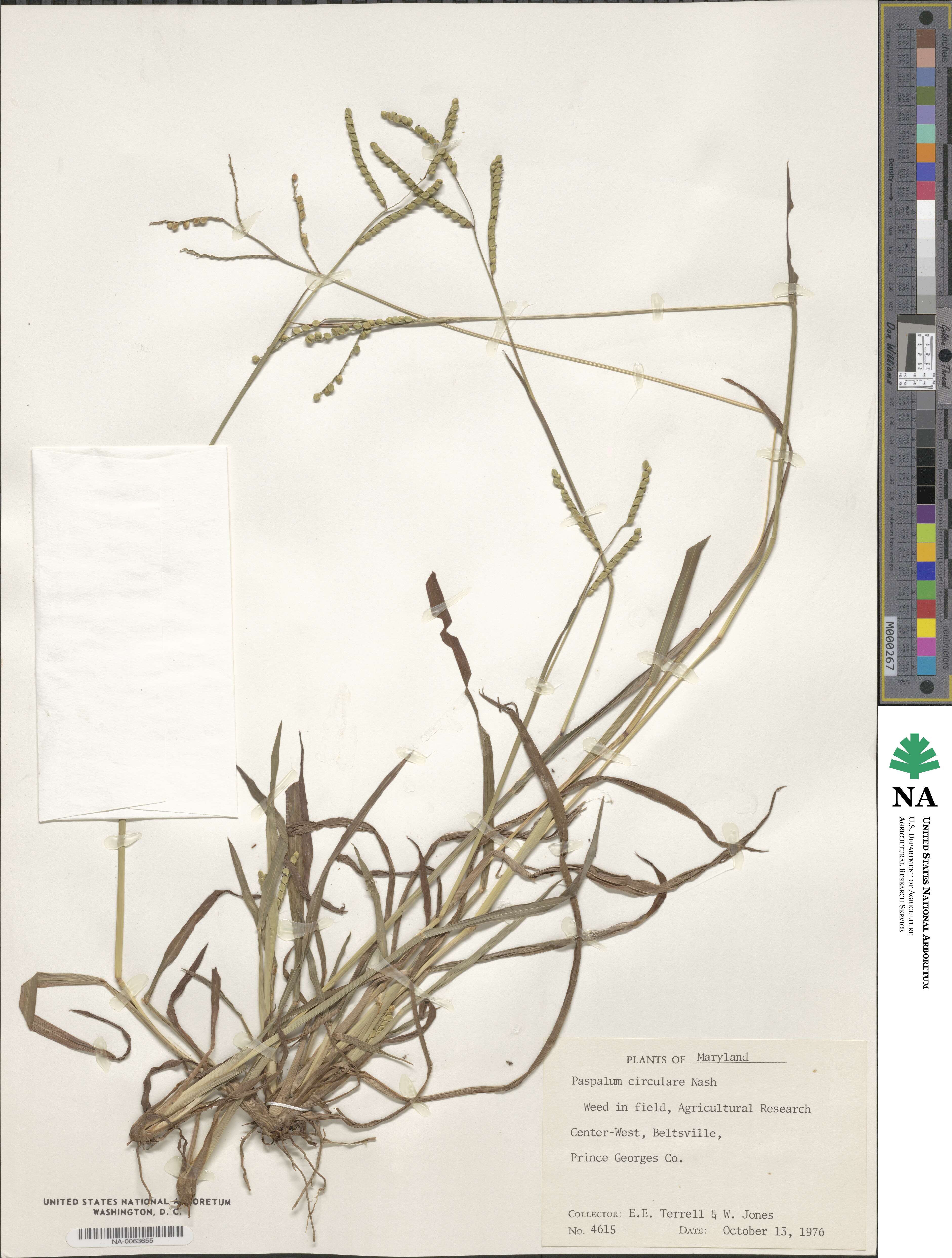 Paspalum laeve image