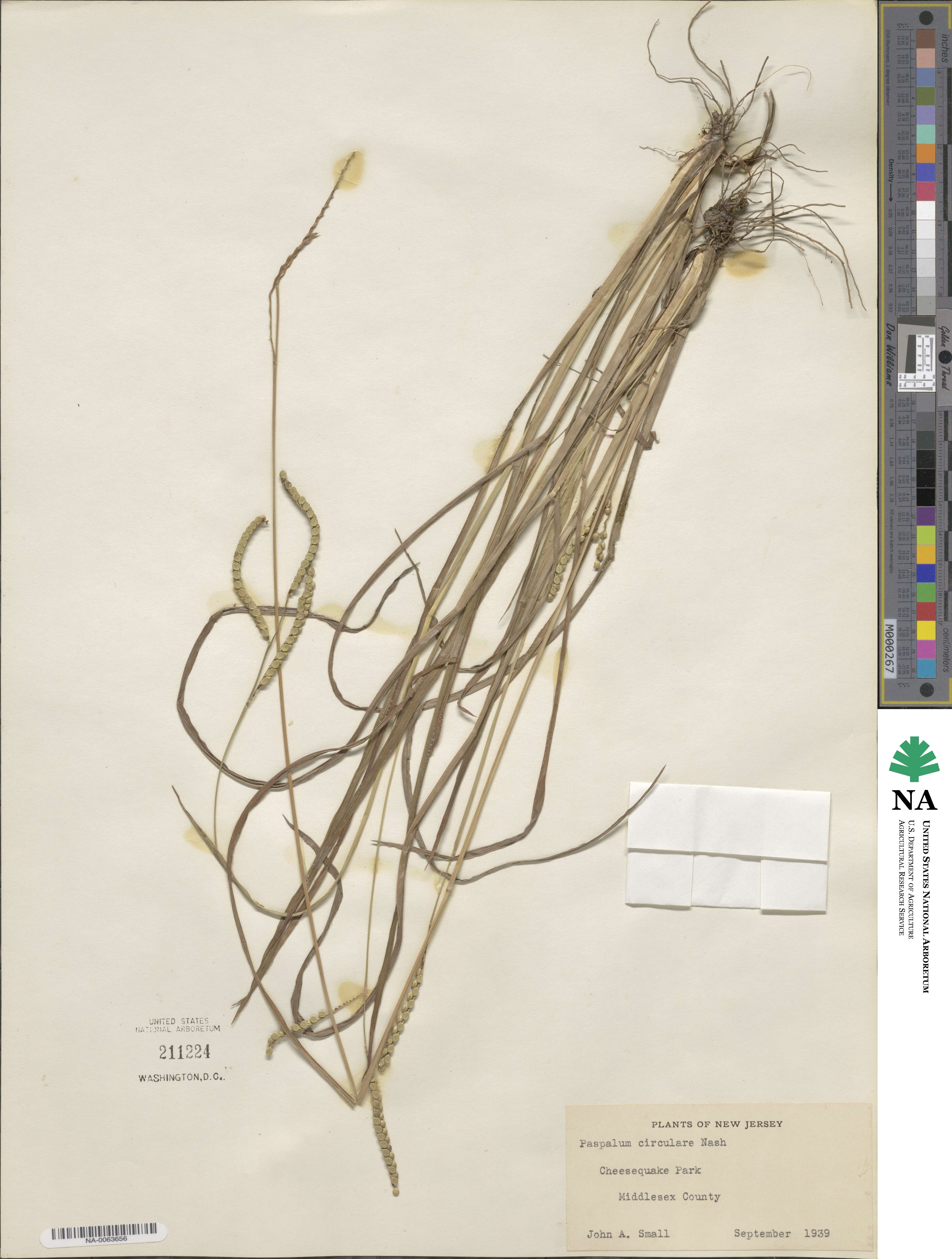 Paspalum laeve image