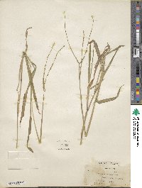 Paspalum conjugatum image