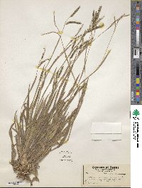 Image of Paspalum convexum