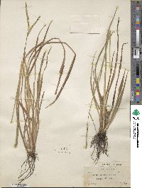 Paspalum lentiferum image