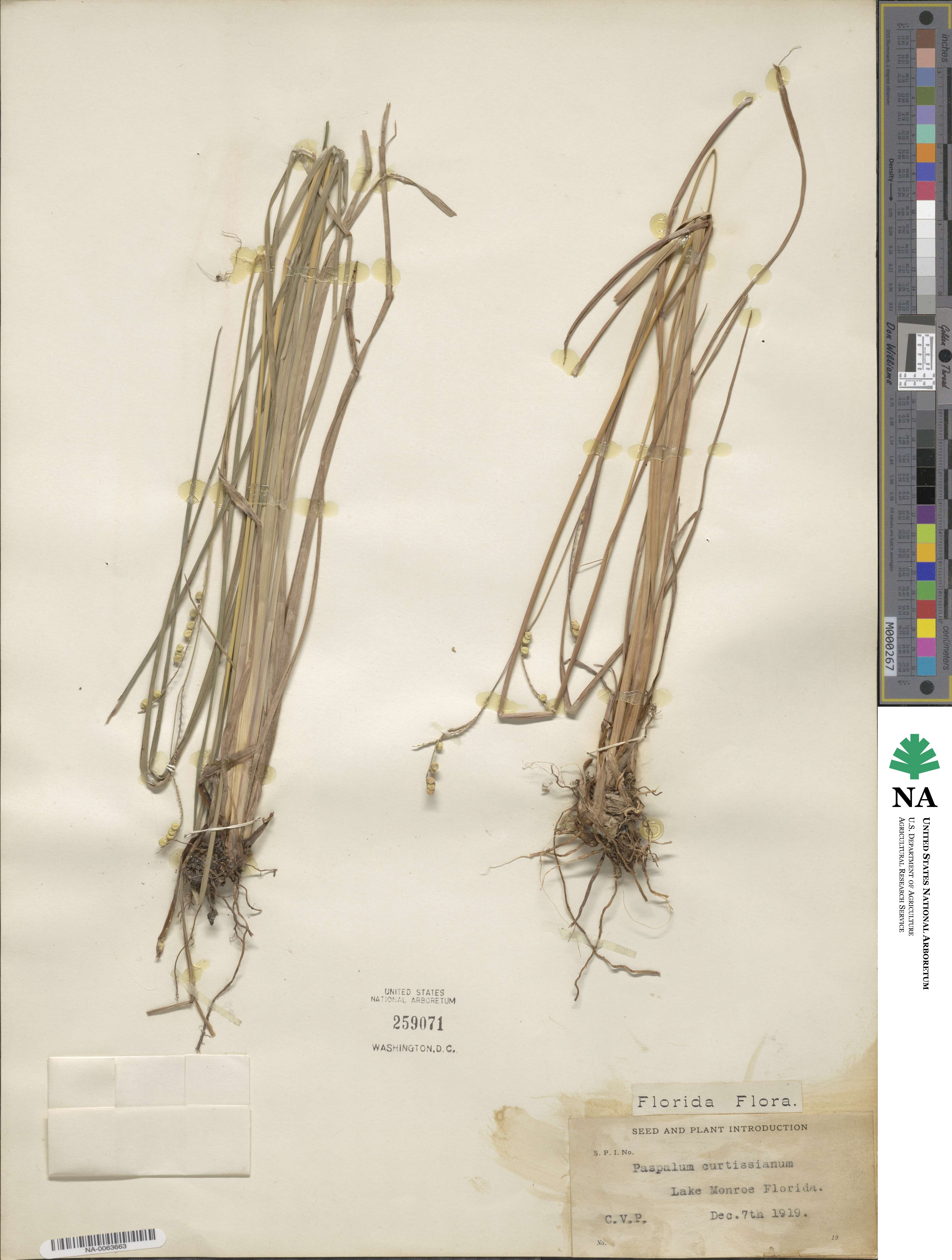 Paspalum lentiferum image