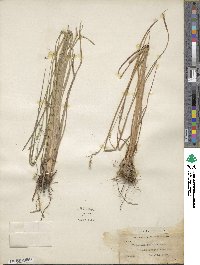 Paspalum lentiferum image