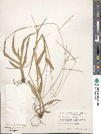 Paspalum setaceum var. setaceum image