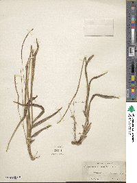 Paspalum setaceum var. setaceum image