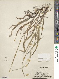 Paspalum setaceum var. setaceum image