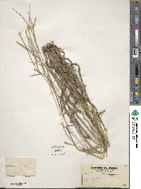 Paspalum setaceum var. setaceum image