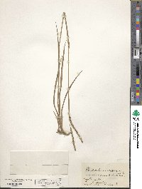 Paspalum floridanum image