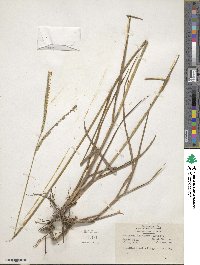 Paspalum floridanum image