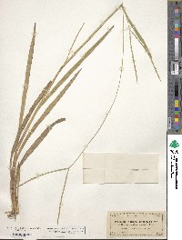 Paspalum distichum image