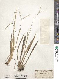 Paspalum distichum image