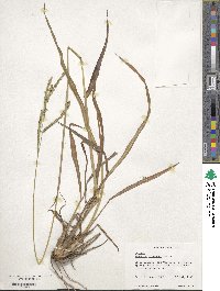 Paspalum dilatatum image