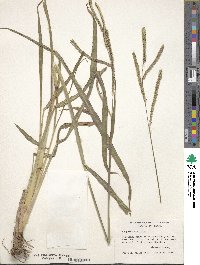 Paspalum dilatatum image