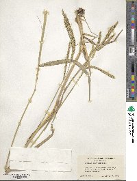 Paspalum dilatatum image