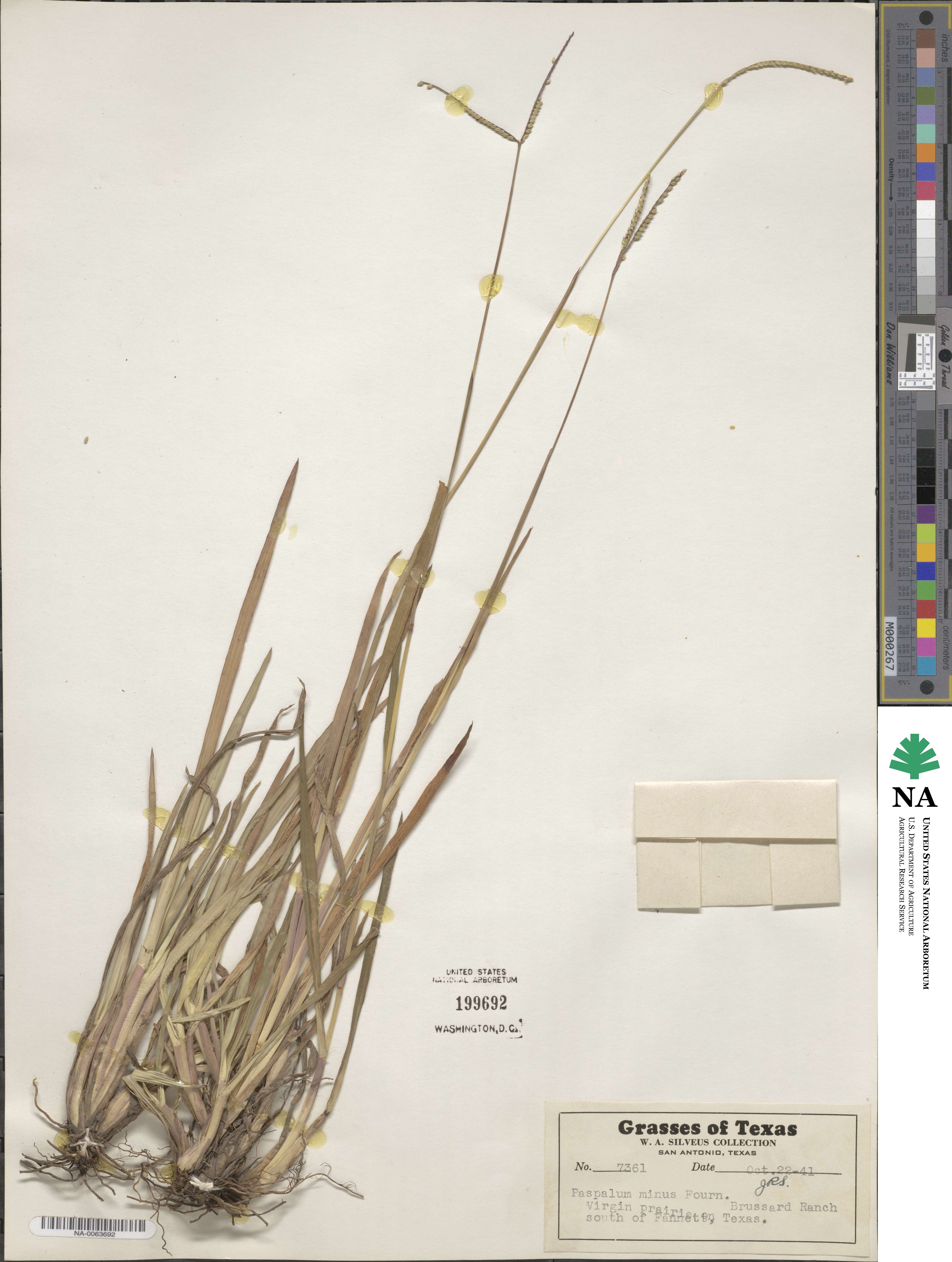 Paspalum minus image