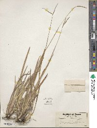 Paspalum minus image