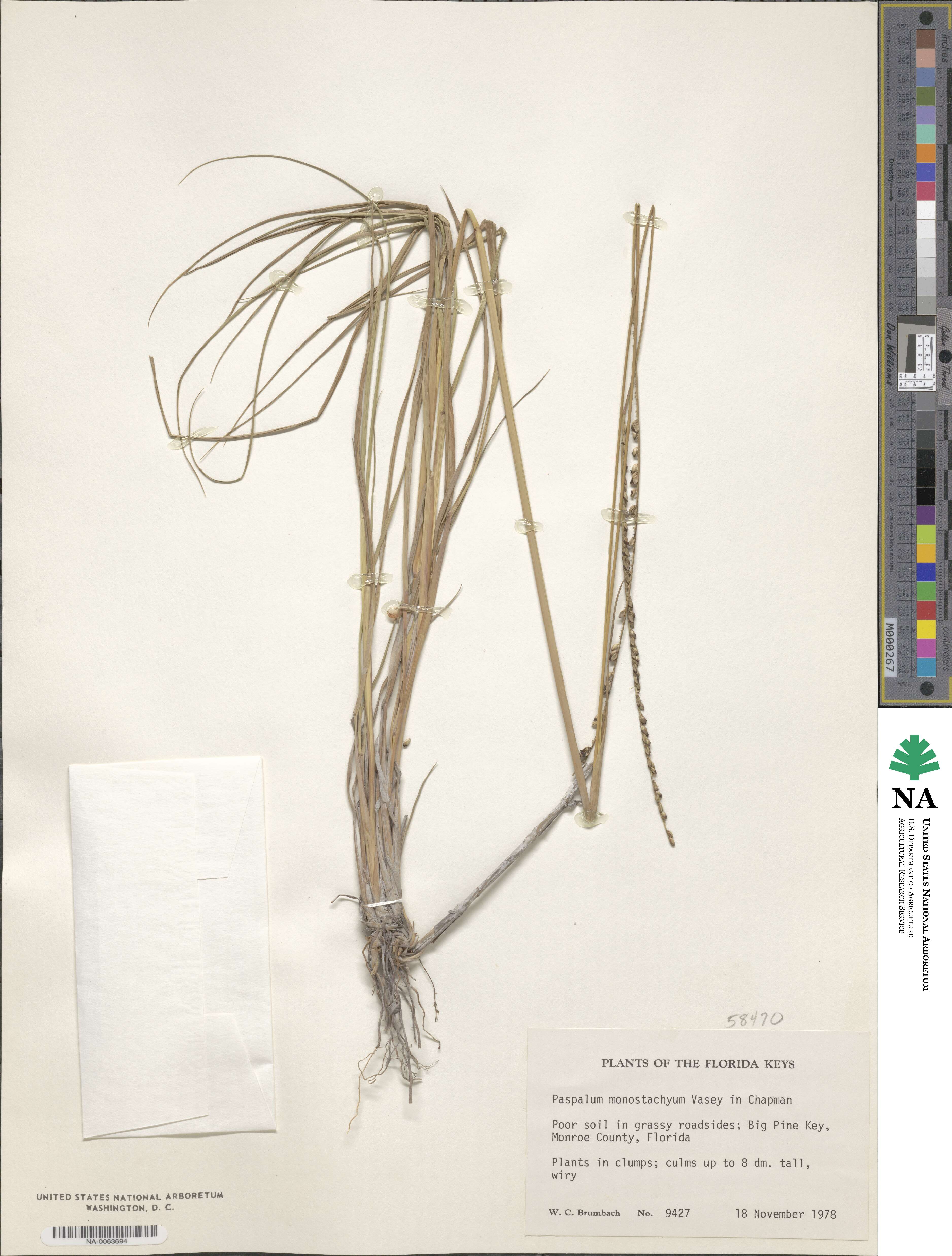 Paspalum monostachyum image