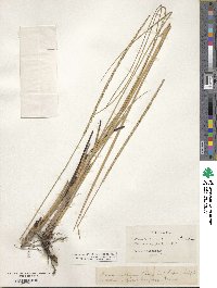 Paspalum monostachyum image