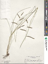 Paspalum plicatulum image