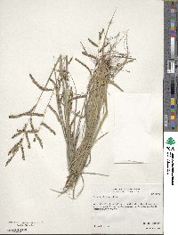 Paspalum plicatulum image