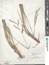 Paspalum plicatulum image