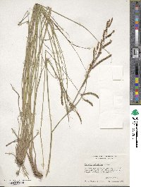 Paspalum plicatulum image