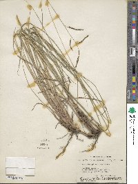 Paspalum plicatulum image