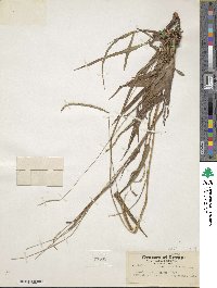 Paspalum setaceum var. setaceum image