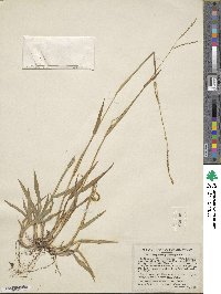 Paspalum setaceum var. setaceum image