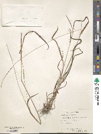 Paspalum setaceum var. setaceum image