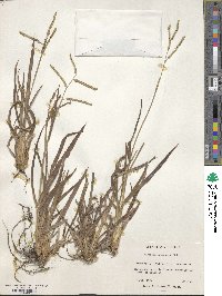 Paspalum setaceum var. setaceum image