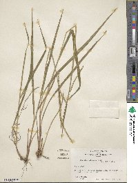 Paspalum setaceum var. setaceum image