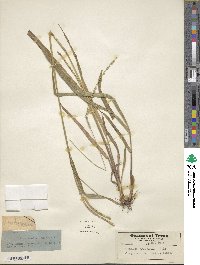 Paspalum setaceum var. setaceum image