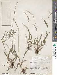 Paspalum setaceum var. setaceum image