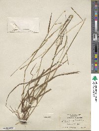 Paspalum setaceum var. setaceum image