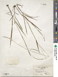 Paspalum setaceum var. setaceum image