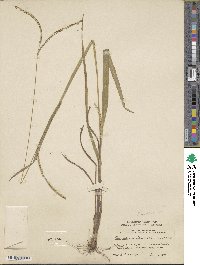 Paspalum setaceum var. setaceum image