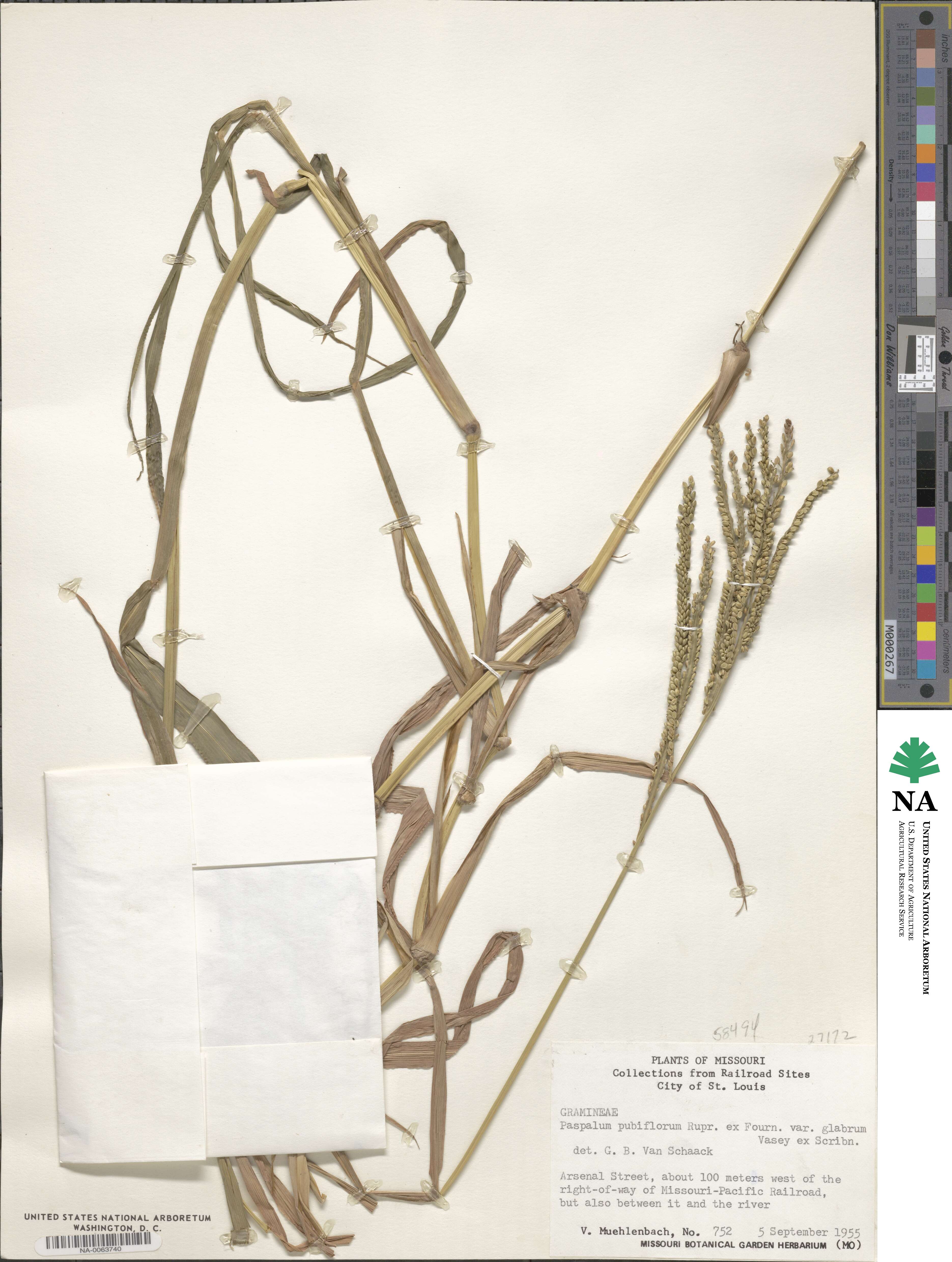 Paspalum pubiflorum image