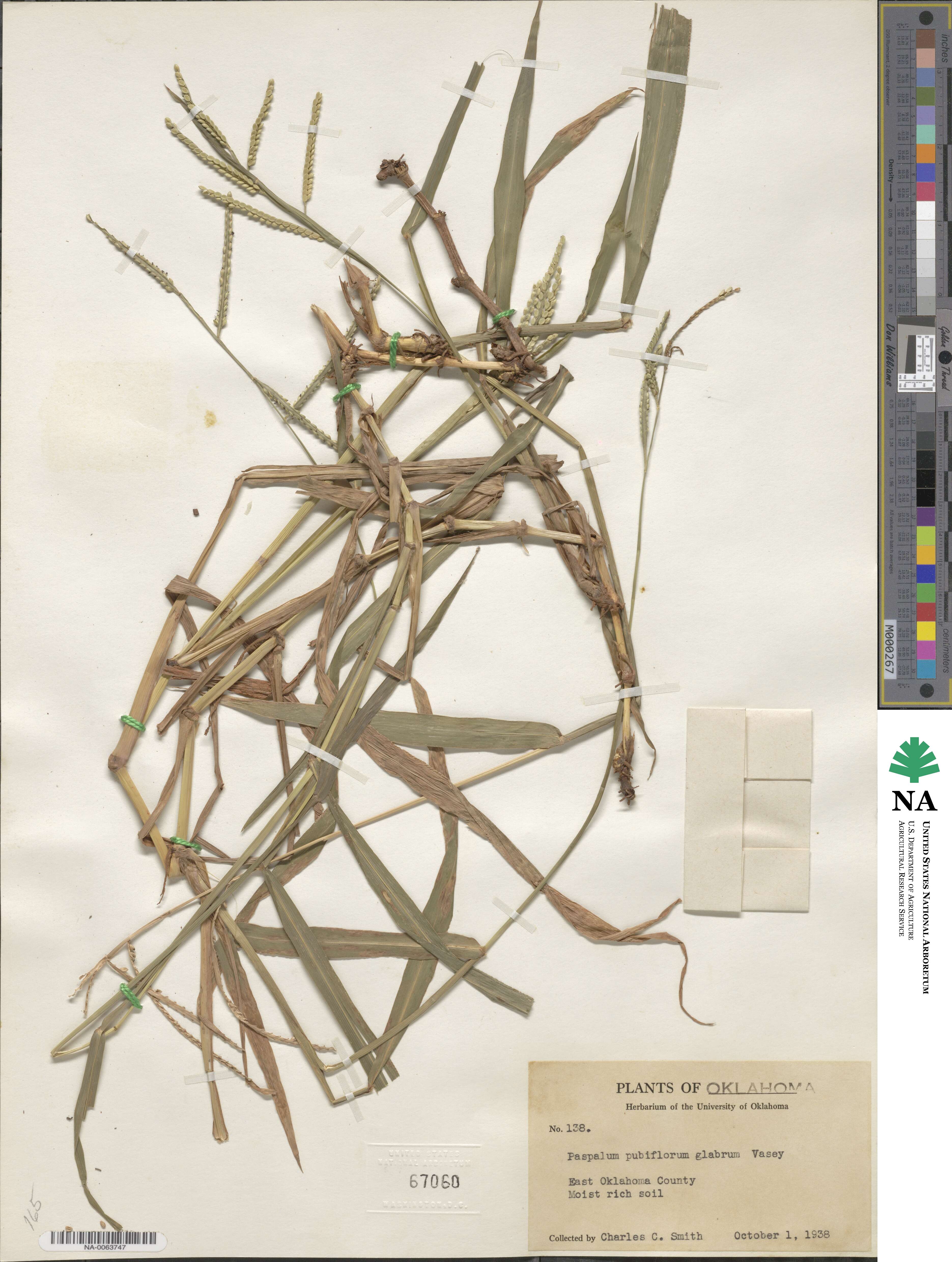 Paspalum pubiflorum image