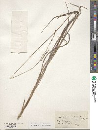 Paspalum bifidum image